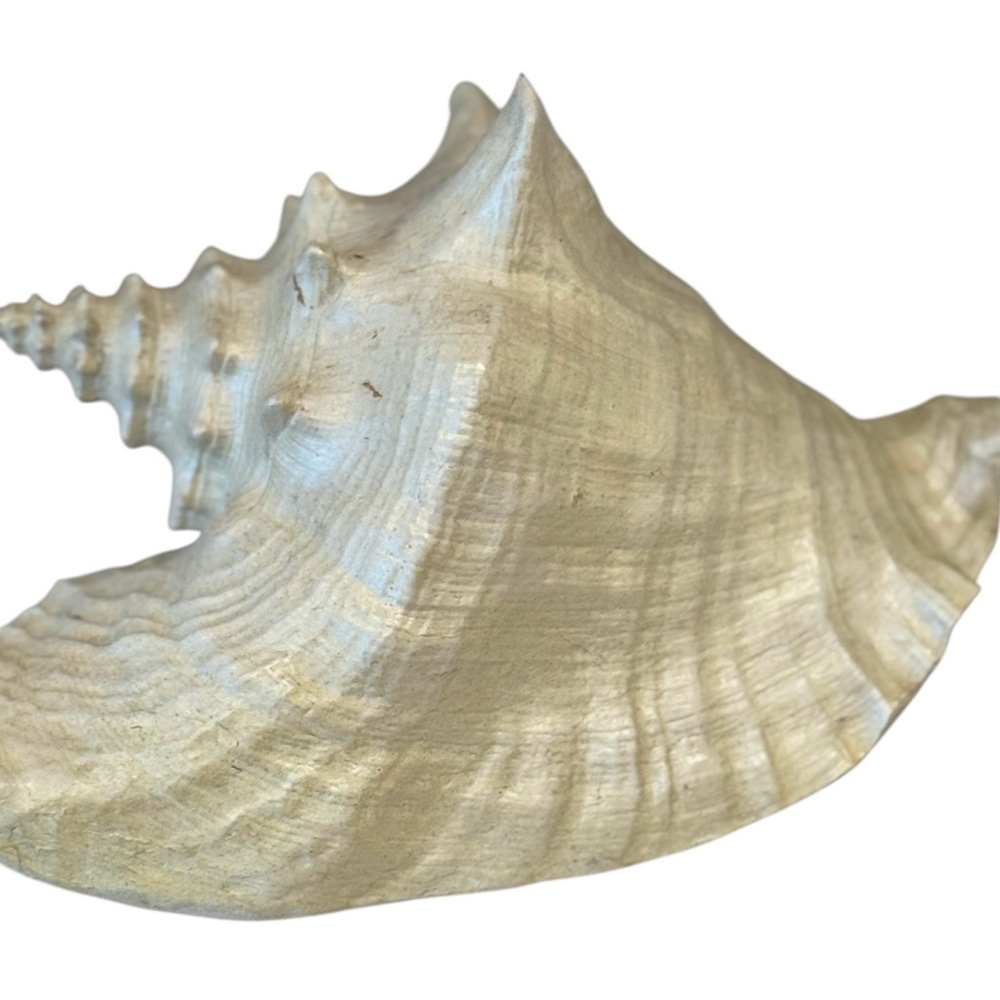 Large Conch Shell Cream Ivory Pearl Decorative Coastal Beach Nautical
